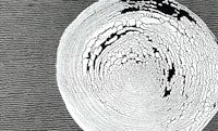 a plate with a black and white pattern on it